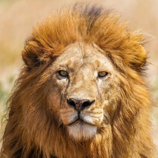 Matthieu